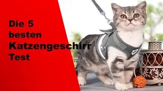 ✅ Top 5 besten Katzengeschirr Test 2025 ( Aktualisiert )