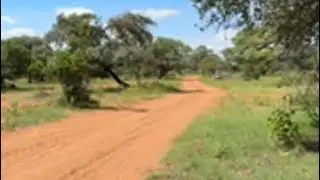 Exploring Botswana Wilderness on Sunday  | Relaxing Bush Moments
