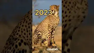 2023 cheetha vs 5000 BC cheetha 🥵 #shortsfeed #ytshorts #shortsvideo #shorts #5000bc