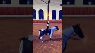 Which discipline should I do in the next video? Comment down below! #starstableonline #shorts
