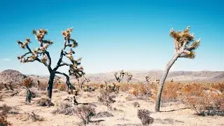 Aliens, Deserts, and Los Angeles Luxuries: Cinematic 4K Vlog | 110F in Death Valley