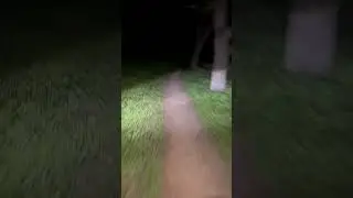 Crazy forest at night  #surron #bike #electricdirtbike #downhill #blackdisplay #youtubeshorts ￼