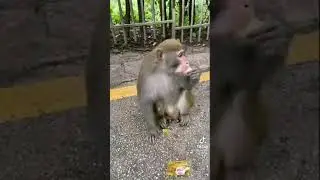 monkey cake eating time।best entertainment video