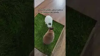 Fresh Grass for Indoor Bunnies!