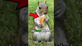The Weirdest Animal Diets&hellip;