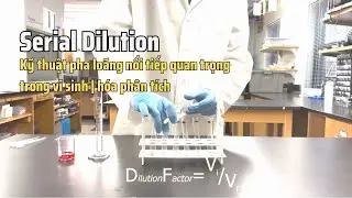 Serial Dilution l&agrave; g&igrave;? | Hướng dẫn pha lo&atilde;ng nối tiếp chuẩn ph&ograve;ng th&iacute; nghiệm
