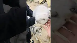 My people, we come with more video, see my sleeping dog, please read it and subscribe.