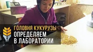 Как на элеваторах определяют головню кукурузы | Варваровский элеватор G.R. AGRO | Элеваторист