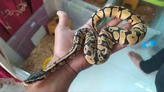 Royal Ball Python in Bangladesh | Ball Python price | My Hobby BD