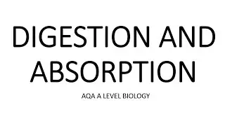 DIGESTION & ABSORPTION - AQA A LEVEL BIOLOGY + EXAM QUESTION RUN THROUGH