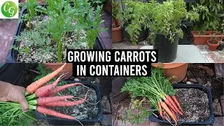 The LAST Carrot Growing Tips You Will Ever Need - How To Grow Carrots in Containers!