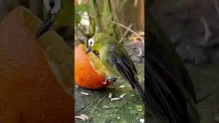 White-Eye | Zosterops | Aviary Birds