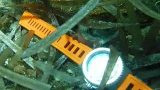 Kalmar 2 OceanicTime 8000m orange Isofrane with an octopus friend.