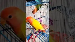 🐦 Sweet Chirping Tunes of My Clever Lovebird 🐦 Beautiful Parrot Singing Moments 🐦 #shorts