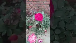 Desi Rose 🌹 plant