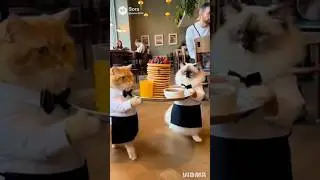 🐱🥞 Cat Waiters Drop Pancakes&hellip; Then Fight?! #catwaiter #funnycat #restaurantfail