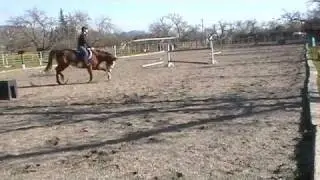 Horse tripping and recovery