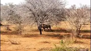 Papa Lion returns to visit his family in Africa