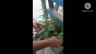 My #first #harvest of #organicallygrown #alugbati
