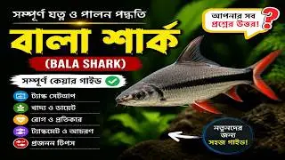 Bala Shark || Bala Shark Complete Care Guide in Bengali || Bala Shark Tank Setup || Expert Aquarist