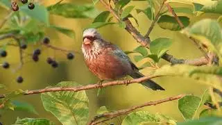 Урагус Carpodacus sibiricus DSCN6812
