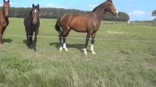 Geuzenwaard & Gladiator