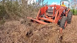 New Trees and New Beginnings