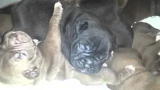TRIPLE J BULLYS LUCIOUS X CBK'S ENYA-SHEBEAST(1)