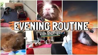 Evening Guinea Pig Care Routine 2021 with Four Piggies!