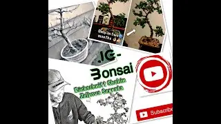 R&uuml;ckschnitt bei meinem Shohin 