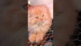 Cute Persian cat only Rs.10K# Kolkata pet market # Galiff Street # Price update.
