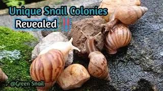 Unveiling the Microscopic World of a Snail Colony #microscopicworld #snailcolony #macrophotography