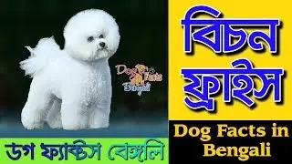 Bichon Frise Dog facts in Bengali | Toy Dog in Bangla | Dog Facts Bengali