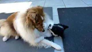 Tara the sheltie meets Harley the border collie pup