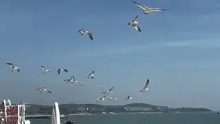 金石滩海边🏝️ #vlog#shorts#landscape#随拍 