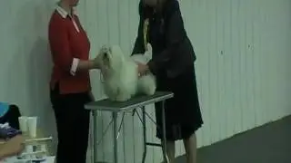 World dog show Bratislava