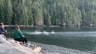 Dolphins come close to shore | Orca Camp Vancouver Island