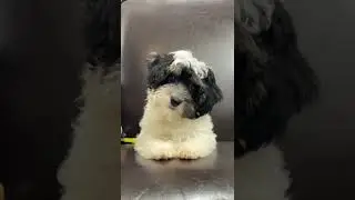 Did You Know this about Yorkiepoo Puppies