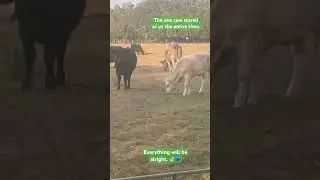 Sammy ❤️&rsquo;s the animals. #autismacceptance #autism #autismstory #autismmom