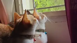 Olive & Ginger 🐾 | Cute Indian Cats &bull; Daily Cat Life &bull; Funny & Relaxing Moments | #cats #catshorts