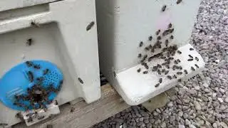 Nuc Of Bees