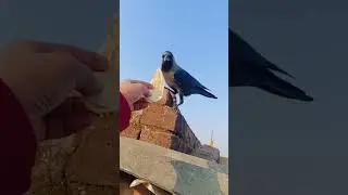 Trust built with patience 🖤 | Crow feeding moment#poojablissvibe #crowfeeding #crowlove