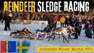Reindeer Sledge Racing, Sami Culture & | Real Arctic Experience | Jokkmokk Winter Market 2025