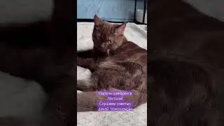 Шоколадный парень шикарен в постели #cat #kitten #кот #веселыекоты