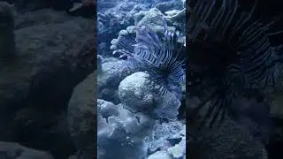 #scubadiving #wreckdiving #diving #adventure #underwater #scuba #macro