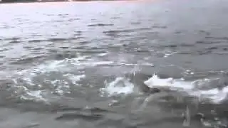 Why you must not swim in the Breede River.