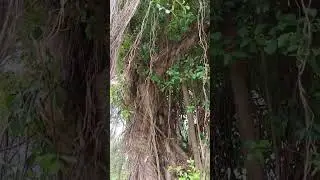 Giant Ficus Microcarpa 🌳#trees #explore #nature #shorts #shortvideo #viralshorts #amazing #fyp