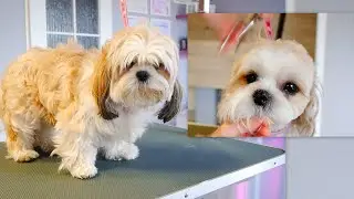 Beautiful Haircut for Shih Tzu