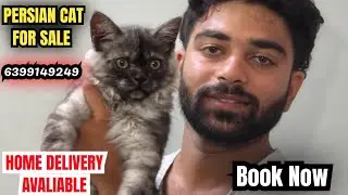 🔥UNIQUE COLOUR MALE FOR SALE &bull; HOME DELIVERY AVALIABLE #cat #kitten #pets #viral #trending #vlog