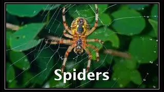 Webbed Wonders: Easy Care Advice for Senior Spider Enthusiasts